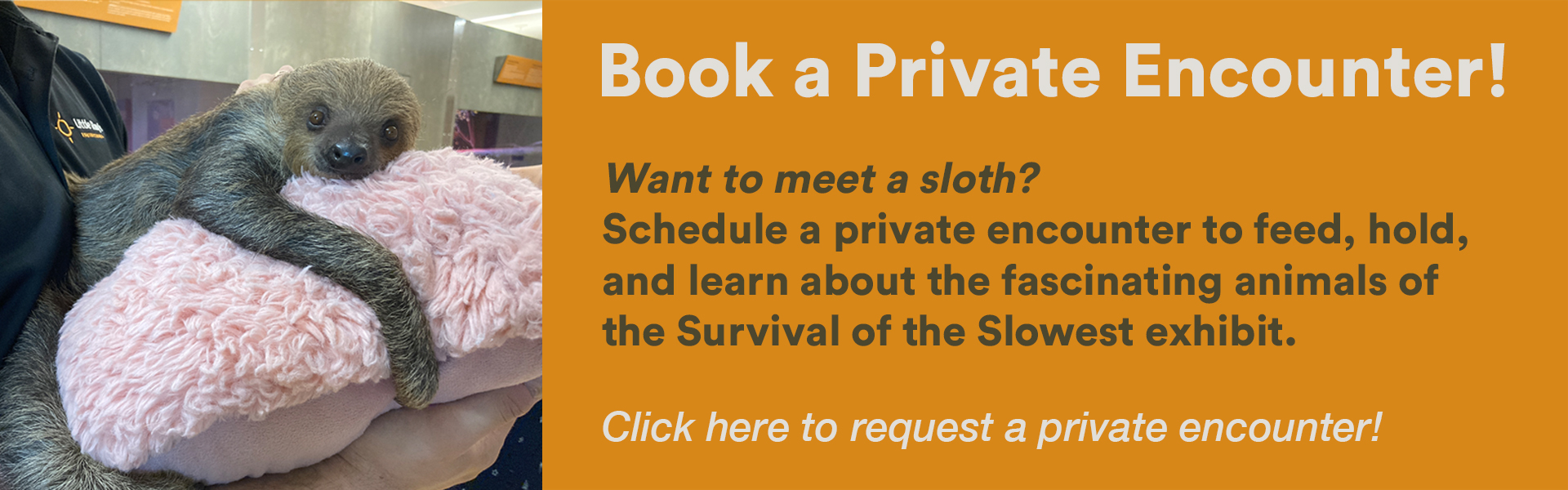 Book a Private Encounter to a meet a sloth!