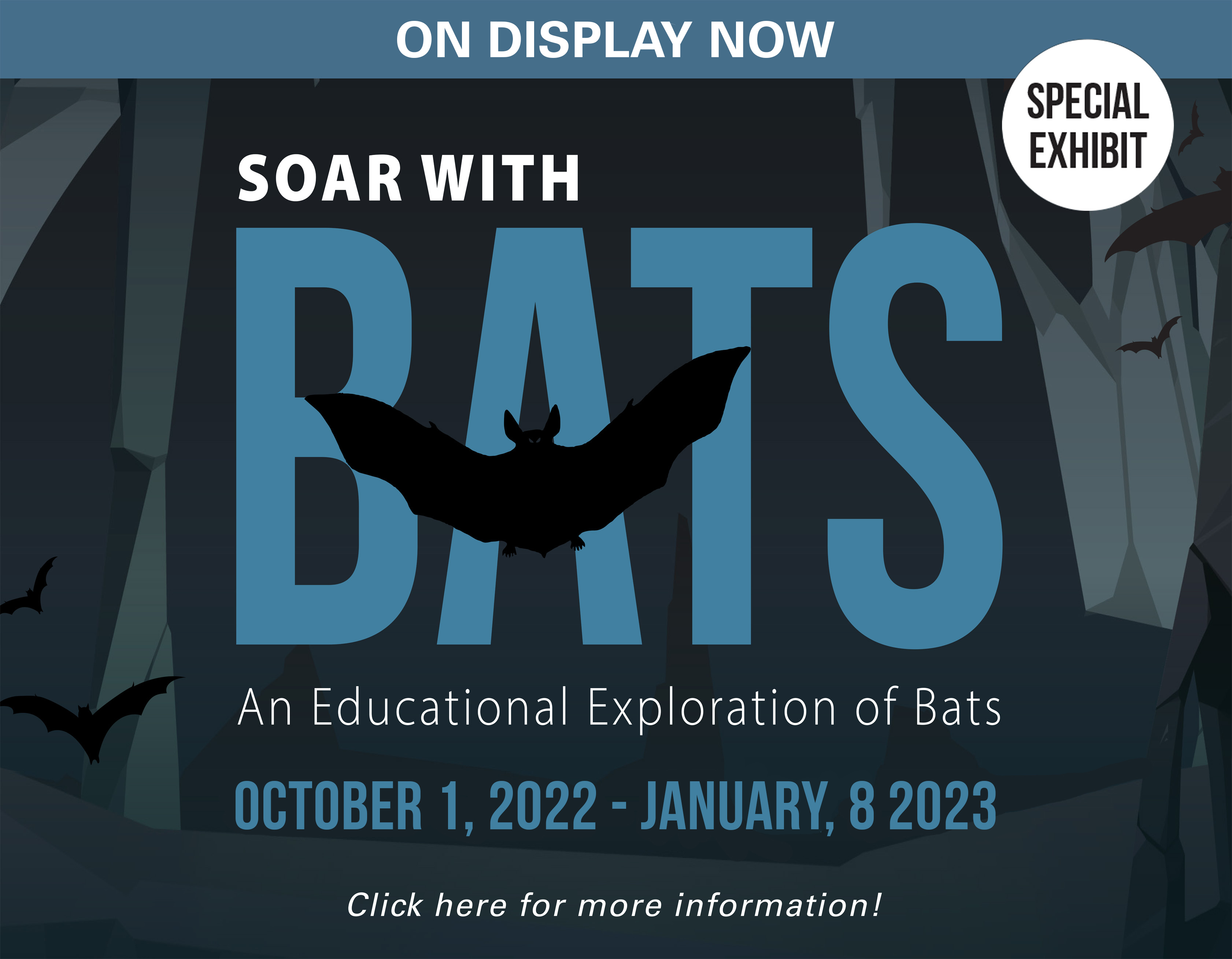 Soar with Bats Exhibit